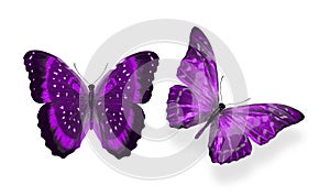 Beautiful two purple butterflies isolated on white background