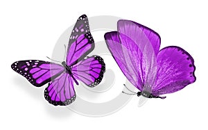 Beautiful two purple butterflies isolated on white background