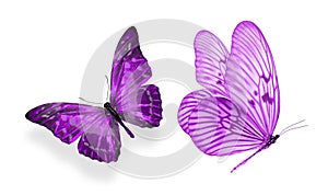 beautiful two purple butterflies isolated on white background