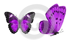 beautiful two purple butterflies isolated on white background