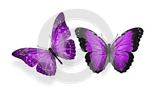 beautiful two purple butterflies isolated on white background