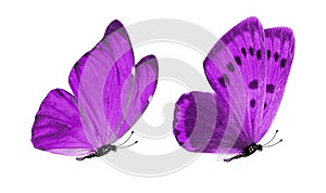 beautiful two purple butterflies isolated on white background