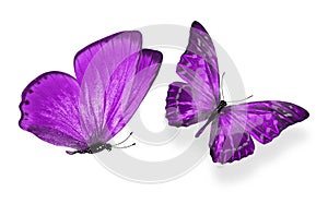 beautiful two purple butterflies isolated on white background