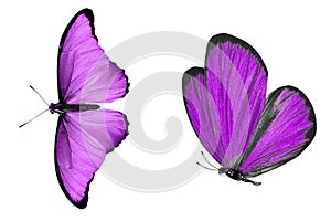 beautiful two purple butterflies isolated on white background