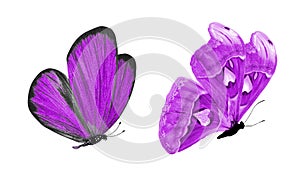 beautiful two purple butterflies isolated on white background