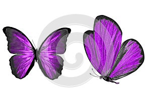 beautiful two purple butterflies isolated on white background