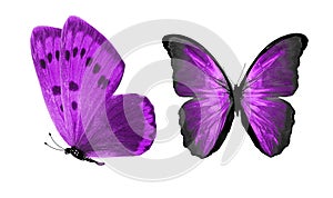 beautiful two purple butterflies isolated on white background