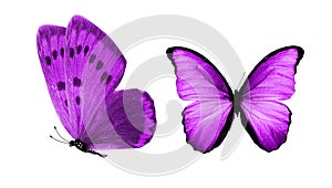 beautiful two purple butterflies isolated on white background