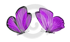 Beautiful two purple butterflies isolated on white background