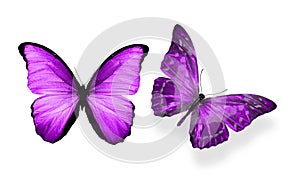 Beautiful two purple butterflies isolated on white background