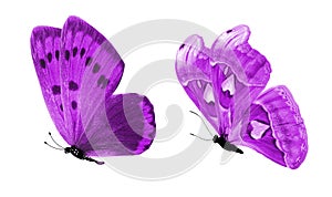 Beautiful two purple butterflies isolated on white background