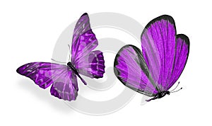 Beautiful two purple butterflies isolated on white background