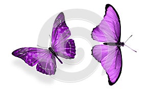 Beautiful two purple butterflies isolated on white background