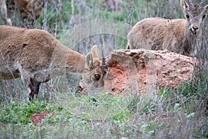 Beautiful two specimens of Ibex eating in the mountain meadow, these mountain goats live in harmony in the mountains and high