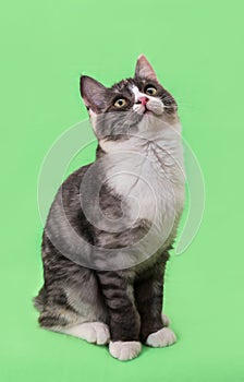 Beautiful two-tone color cat on green background
