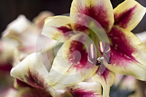 Beautiful two-tone lily grows in the garden in summer. Blooming beige-red lily flowers background