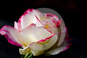 Beautiful of two tone rose flower on dark background