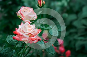 A beautiful two-tone rose grows in the garden. Close up. Sort Of Empress Farah. Copy space photo