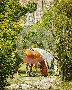 Beautiful two white brown majestic horses together eat grass in springtime. VAshlovani national park in Georgia