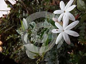 Beautiful Two White Jasmine Flowers and Green Leaves in Forset