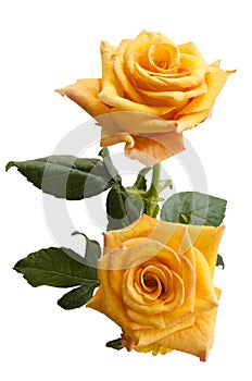 Beautiful two yellowish orange roses isolated on white background