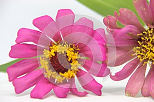 Beautiful two zinnia pink flower in white background. Top view, Collection set of orange and violet zinnia flower blossom blooming photo