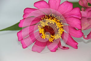 Beautiful two zinnia pink flower in white background. Top view, Collection set of orange and violet zinnia flower blossom blooming photo