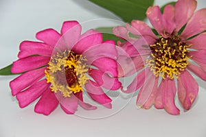 Beautiful two zinnia pink flower in white background. Top view, Collection set of orange and violet zinnia flower blossom blooming
