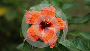 Beautiful Types of Orange Hibiscus Flowers