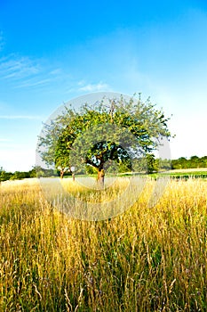 Beautiful typical speierling apple