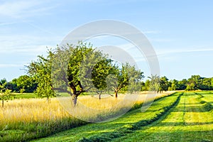 Beautiful typical speierling apple