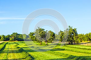 Beautiful typical speierling apple