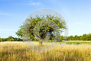 Beautiful typical speierling apple