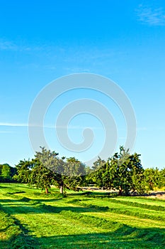 Beautiful typical speierling apple tree in meadow for the german