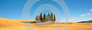 Beautiful typical tuscan panorama with cypress trees in a field in summer, Val d`Orcia, Tuscany Italy