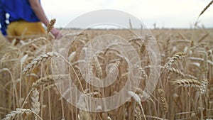 Beautiful Ukrainian woman wearing dress in Ukrainian national flag colours, blue and yellow, at wheat field in morning