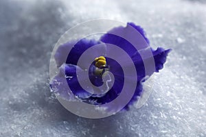 Beautiful umbilical violet on fluffy snow