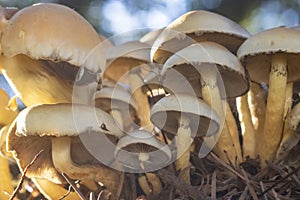 Beautiful umbrella mushrooms stand in the deciduous forest, the sun shines in autumn