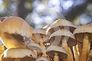 Beautiful umbrella mushrooms stand in the deciduous forest, the sun shines in autumn