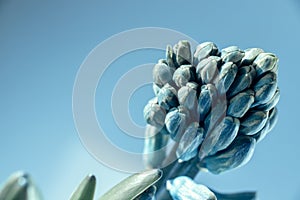 beautiful unblown buds of blue hyacinth on a light background close-up on a window under the rays of the sun. first spring flowers