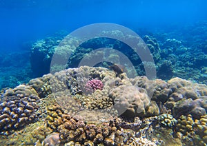 Beautiful undersea landscape with coral reef. Oceanic biosphere.