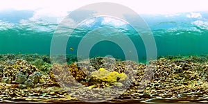 Coral reef with tropical fish. Underwater world. photo