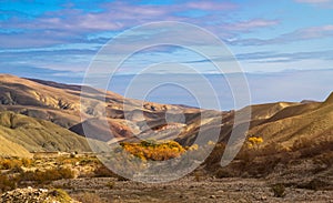 Beautiful undersized yellow autumn tree in highlands