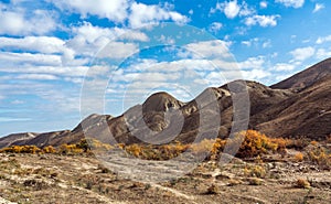 Beautiful undersized yellow autumn tree in highlands