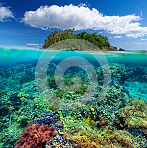 Beautiful underwater garden on the background of the island.