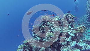 Beautiful underwater landscape with tropical fish and corals