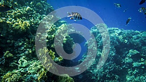 Beautiful underwater photo of lots of colorful tropical fishes swimming around big coral reef in the sea