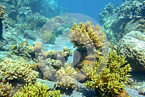 beautiful underwater photos, there are lots of corals and small fish playing location Bunaken island north sulawesi Indonesia