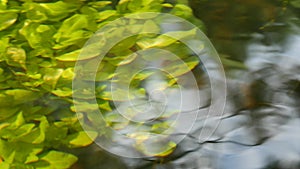 Beautiful underwater plants move in river water stream.