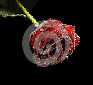 Beautiful underwater red rose